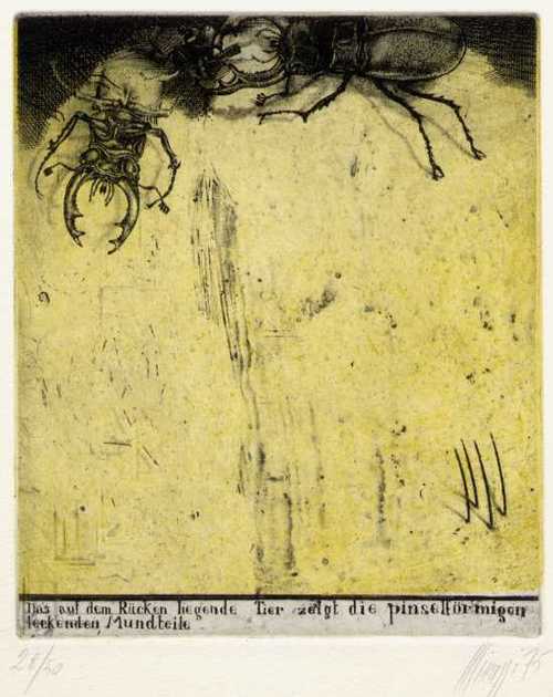 Das auf dem Rücken liegende Tier zeigt die pinselförmigen leckenden Mundteile/Moderne Kunst -  Maurilio MINUZZI