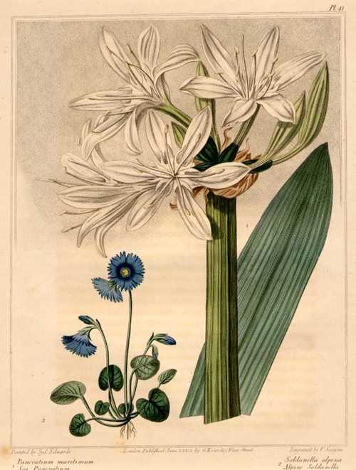 LILIE / TRODDELBLUME/Pflanzen - Pancratium maritimum und Soldanella alpina