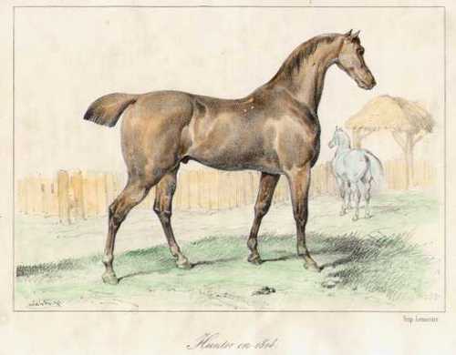 PFERD/Tiere - Hunter en 1814