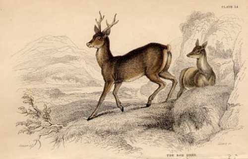 REHBOCK/Tiere - The Roe Deer