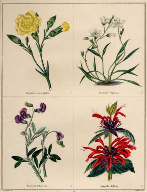 NELKE/CLAYTONIA/PLATTERBSE/MONARDA/Pflanzen - Dianthus caryophyllus - Claytonia Virginica - Lathyrus tuberosus - Monarda didyma