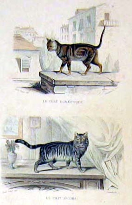 KATZE/Tiere - Le chat domestique - Le chat angora