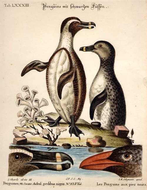 PINGUIN/Tiere - Penguins mit schwarzen Füssen - Penguines, ex Oceano Australi, pedibus nigris.N°83 IV Theil - Les Penguins aux piez noirs