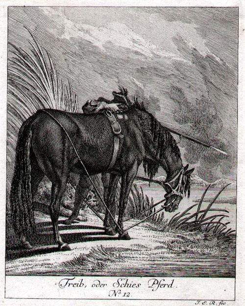 PFERD/Tiere - Treib, oder Schies Pferd