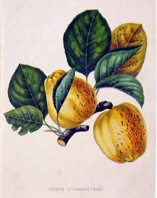 Apfel/Pflanzen - prince d'orange