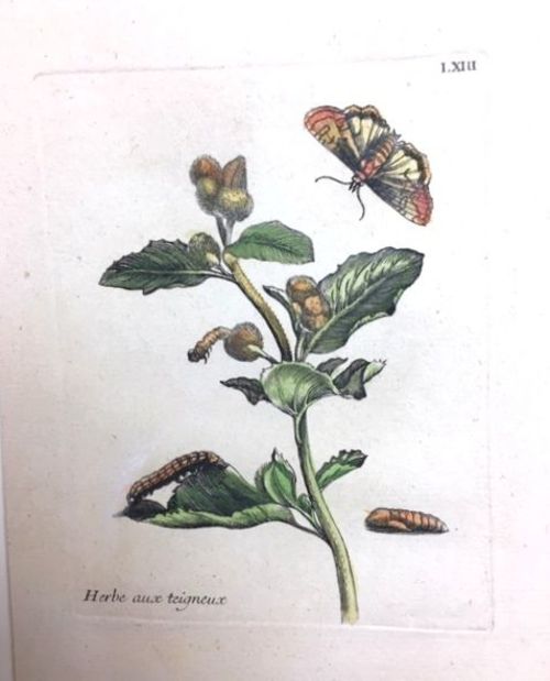 HERBE/Pflanzen - Herbe aux teigneux