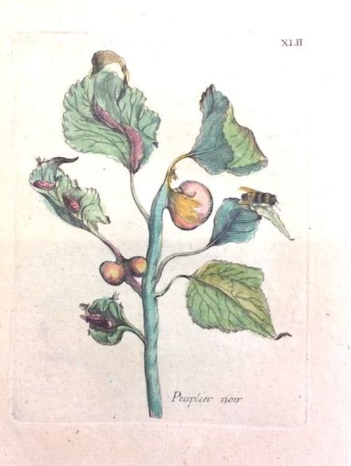 PAPPEL/Pflanzen - Peuplier noir